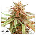 Durban Dew (Dutch Passion) Feminisoidut