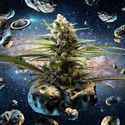 Intergelatic Kush (Kannabia x Zamnesia) Feminisoidut