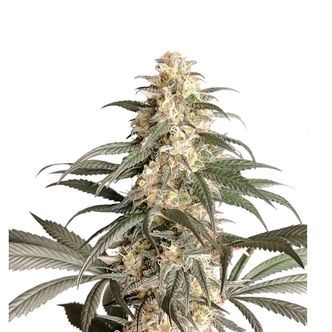 Black Lebanon (Super Sativa Seed Club) feminisoidut