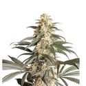 Black Lebanon (Super Sativa Seed Club) Feminisoidut