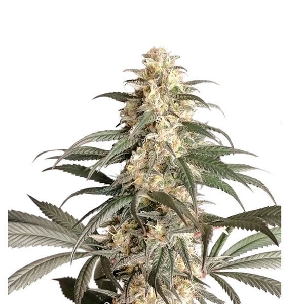Black Lebanon (Super Sativa Seed Club) Feminisoidut