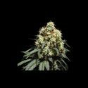 Bruce Lemon Diesel (Super Sativa Seed Club) Feminisoidut
