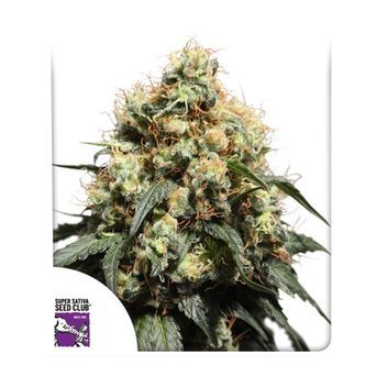 Bruce Lemon Diesel (Super Sativa Seed Club) feminisoidut kannabiksen siemenet