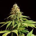 Hellfire OG (Kannabia) Feminisoidut