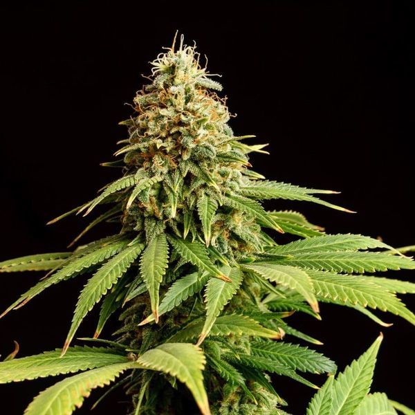 Hellfire OG (Kannabia) Feminisoidut