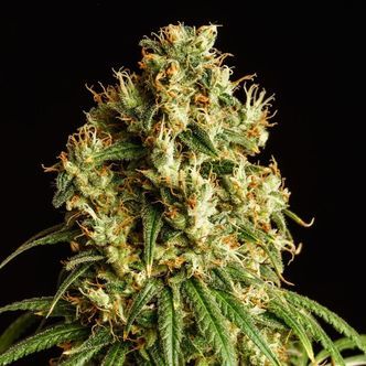 Mimosa Dream (Kannabia) feminisoidut kannabiksen siemenet
