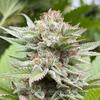 Strawberry Haze Auto (Kannabia) Feminisoidut