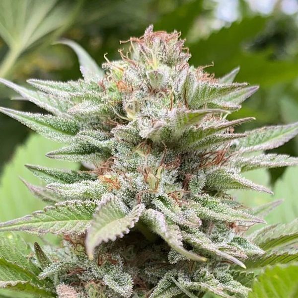 Strawberry Haze Auto (Kannabia) Feminisoidut