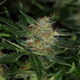 Dream Sherbet Auto (Kannabia) feminisoidut