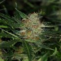 Dream Sherbet Auto (Kannabia) Feminisoidut