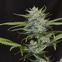 Gorilla King Auto (Kannabia) Feminisoidut