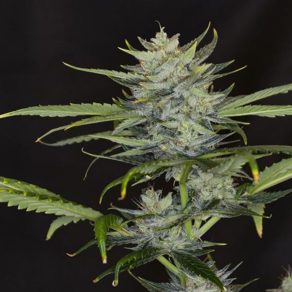 Gorilla King Auto (Kannabia) Feminisoidut