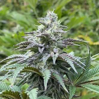Zkit Kandy Dream Auto (Kannabia) Feminisoidut