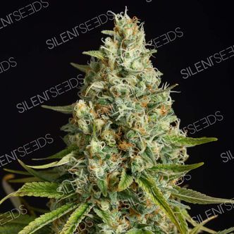 Amnesia Lemon (Silent Seeds) feminisoidut