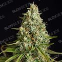 Amnesia Lemon (Silent Seeds) Feminisoidut