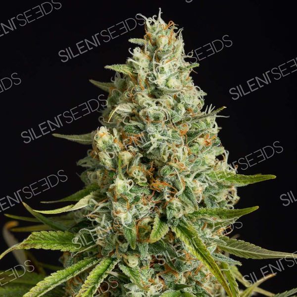 Amnesia Lemon (Silent Seeds) Feminisoidut