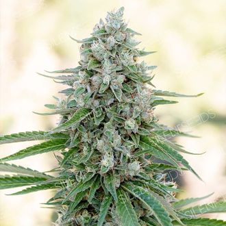 Critical Mango (Silent Seeds) Feminisoidut