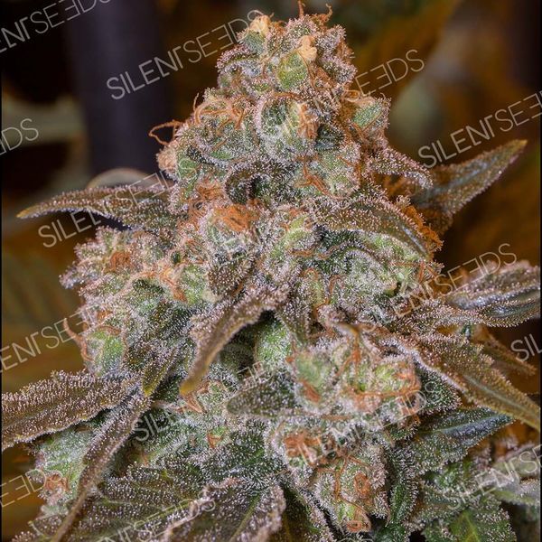 Gorilla Frost (Silent Seeds) Feminisoidut