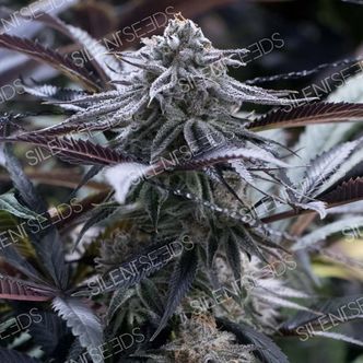 Grape Juice (Silent Seeds) feminisoidut kannabiksen siemenet