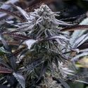 Grape Juice (Silent Seeds) Feminisoidut