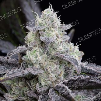 LA Vanilla Cake (Silent Seeds) feminisoidut kannabiksen siemenet