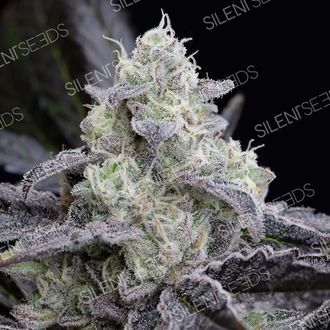 LA Vanilla Cake (Silent Seeds) Feminisoidut