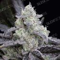 LA Vanilla Cake (Silent Seeds) Feminisoidut