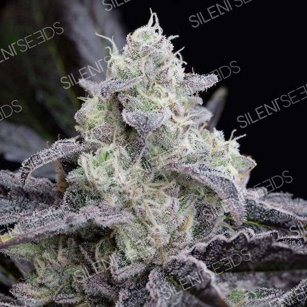 LA Vanilla Cake (Silent Seeds) Feminisoidut