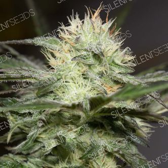 Lemon Sorbet (Silent Seeds) feminisoidut kannabiksen siemenet