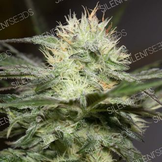 Lemon Sorbet (Silent Seeds) Feminisoidut