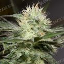 Lemon Sorbet (Silent Seeds) Feminisoidut