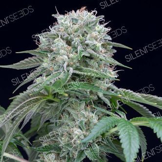 Starfire OG (Silent Seeds) feminisoidut