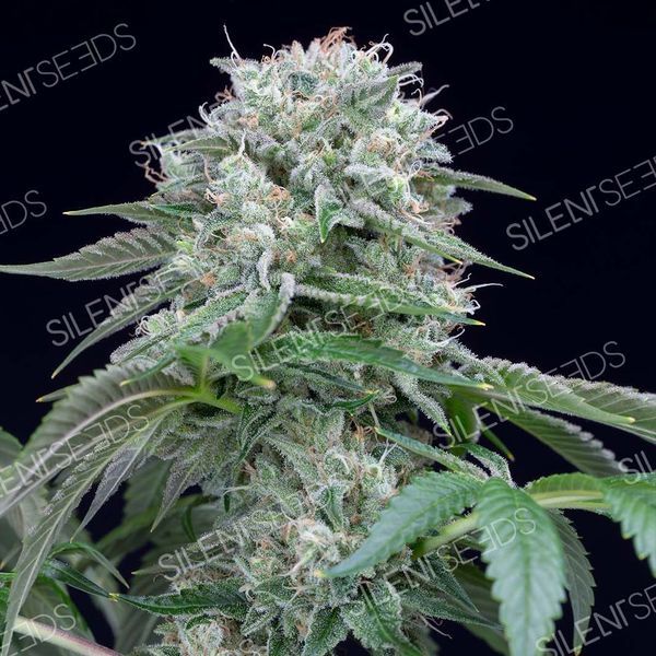 Starfire OG (Silent Seeds) Feminisoidut