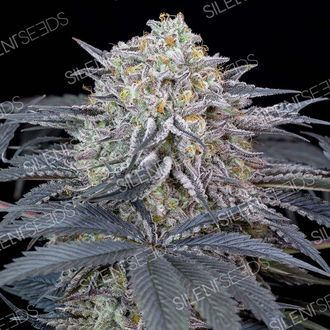 Watermelon Runtz (Silent Seeds) Feminisoidut