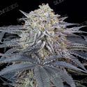 Watermelon Runtz (Silent Seeds) Feminisoidut