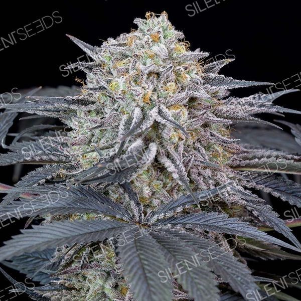Watermelon Runtz (Silent Seeds) Feminisoidut