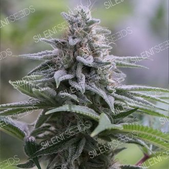 Zkittlez 2.0 (Silent Seeds) Feminisoidut