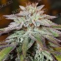 LA Vanilla Cake Auto (Silent Seeds) Feminisoidut