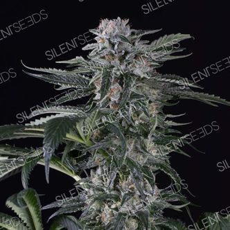 Moby Dick Auto (Silent Seeds) feminisoidut