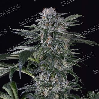 Moby Dick Auto (Silent Seeds) Feminisoidut