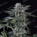 Moby Dick Auto (Silent Seeds) Feminisoidut