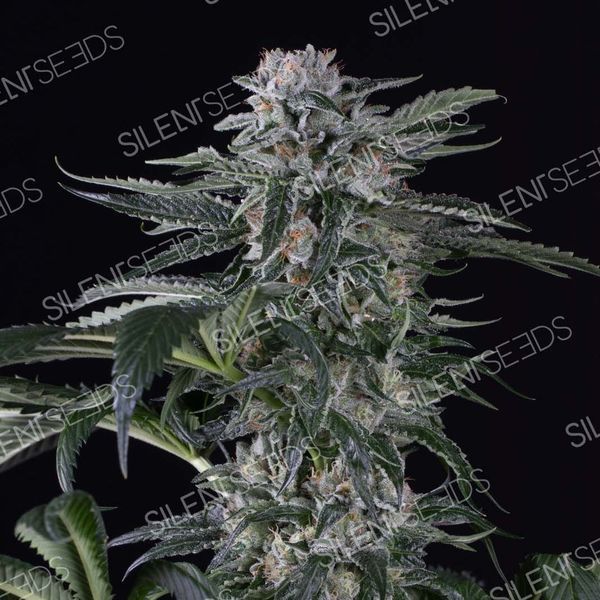 Moby Dick Auto (Silent Seeds) Feminisoidut