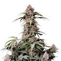 Amnesia Zkittlez Auto (FastBuds) Feminisoidut
