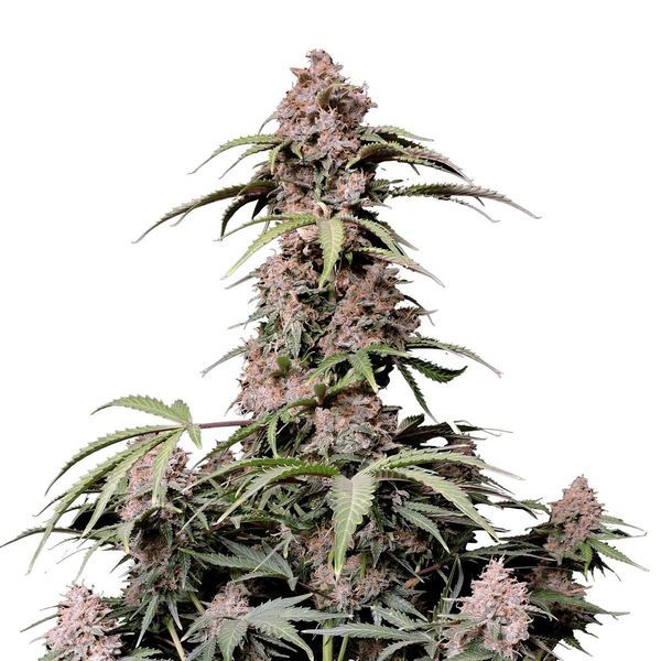 Amnesia Zkittlez Auto (FastBuds) Feminisoidut