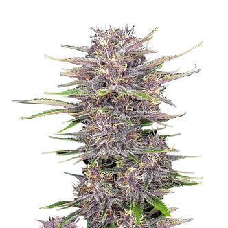 Banana Purple Punch Auto (FastBuds) feminisoidut