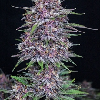 Banana Purple Punch Auto (FastBuds) Feminisoidut