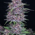Banana Purple Punch Auto (FastBuds) Feminisoidut