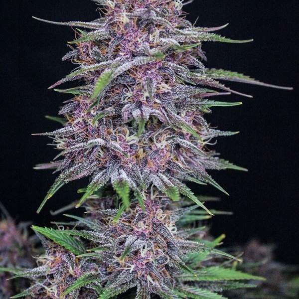 Banana Purple Punch Auto (FastBuds) Feminisoidut