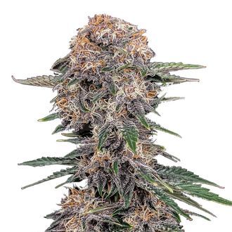Cherry Cola Auto (FastBuds) Feminisoidut