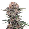 Cherry Cola Auto (FastBuds) Feminisoidut